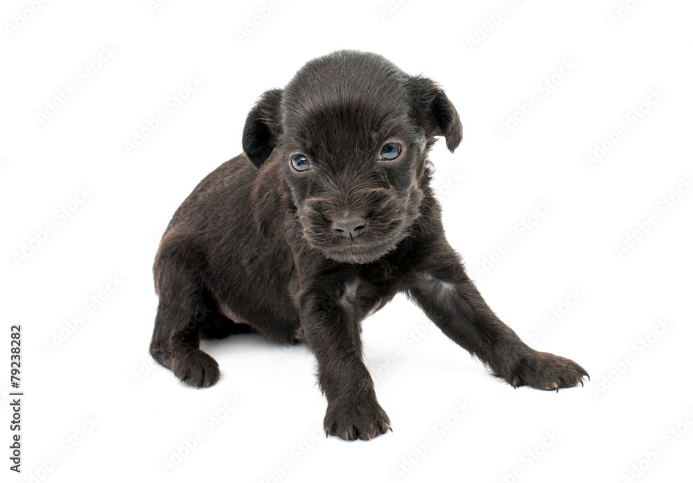 Obraz premium spaniel puppies