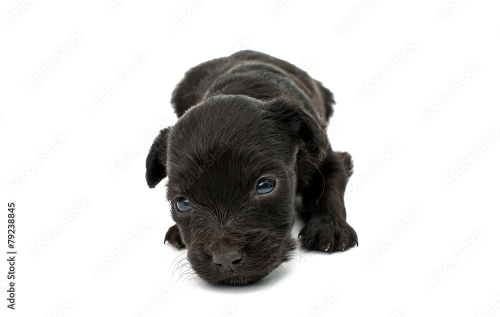 Obraz premium spaniel puppies