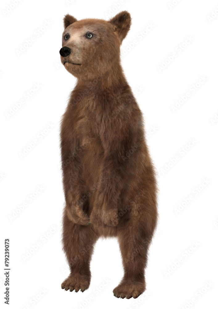 Little Brown Bear Little Brown Bear
