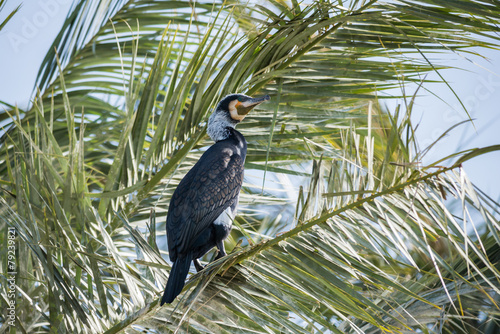 Cormorant at Ein Afek photo