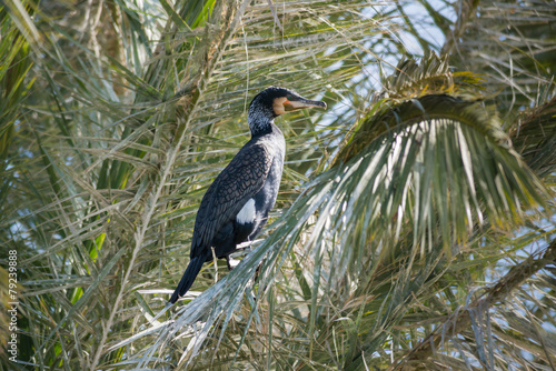 Cormorant at Ein Afek photo