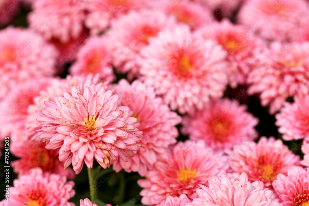 Gerbera flowers Gerbera flowers