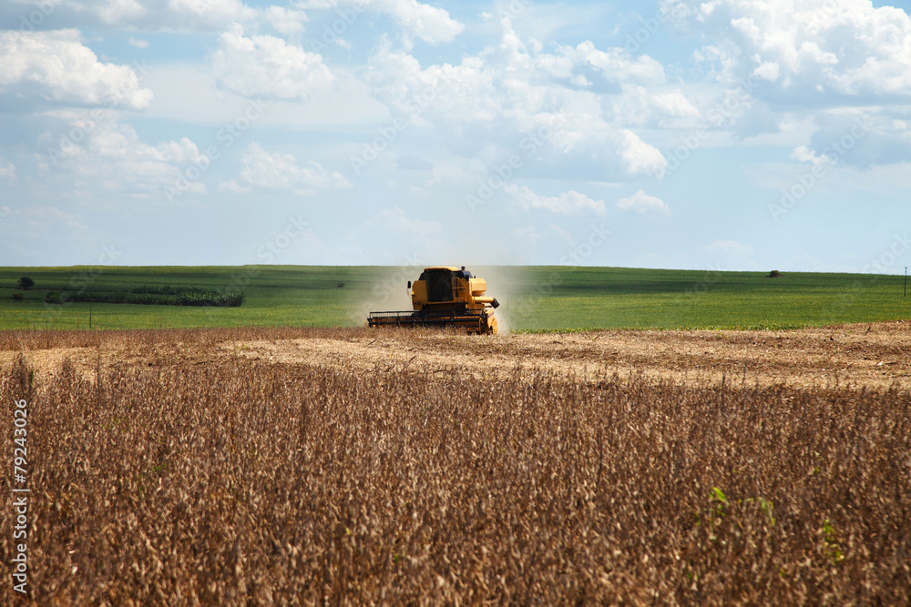 Fototapeta premium Harvester making harvesting soybean field - Mato Grosso State -