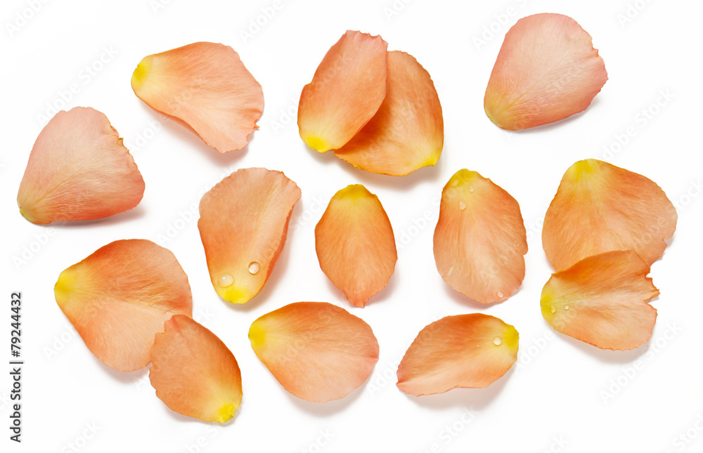 Fototapeta premium Rose petals