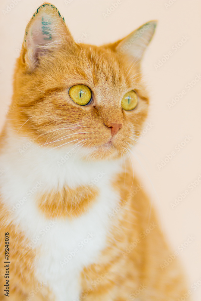 Rotgetigerte Hauskatze im Portrait Rotgetigerte Hauskatze im Portrait