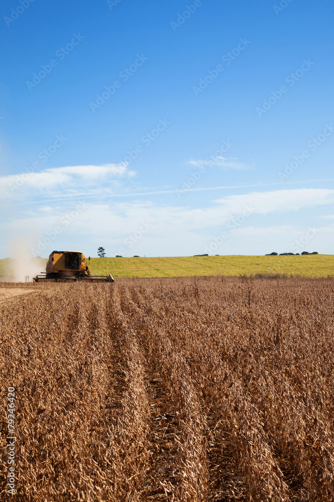 Obraz premium Soybean field being harvested.