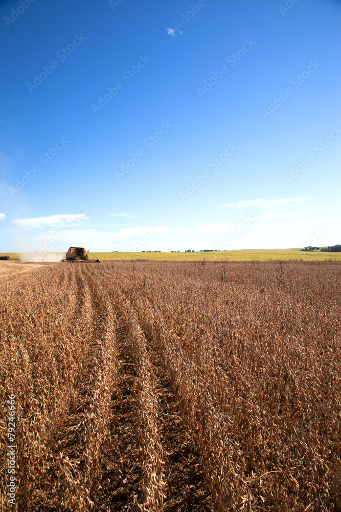 Naklejka premium Harvester making harvesting soybean field - Mato Grosso State -