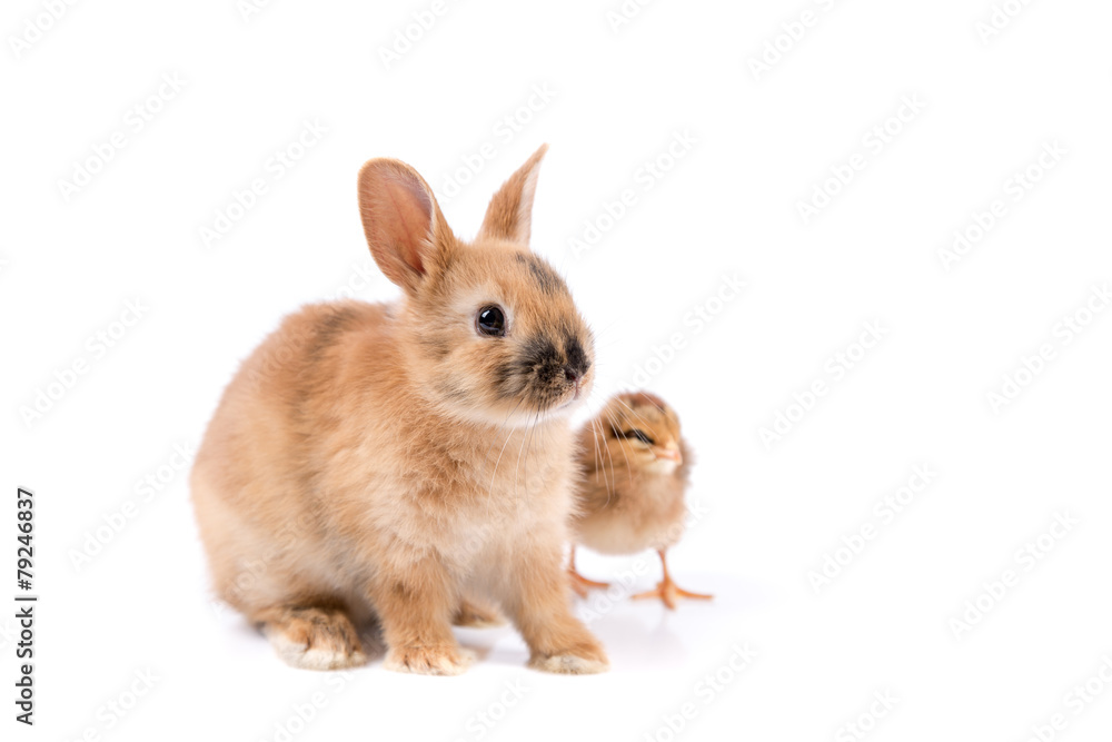 Obraz premium Easter bunny and Easter Chicken on white background Easter card