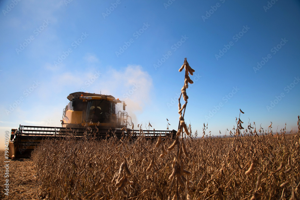 Obraz premium Soybean plant at harvest.
