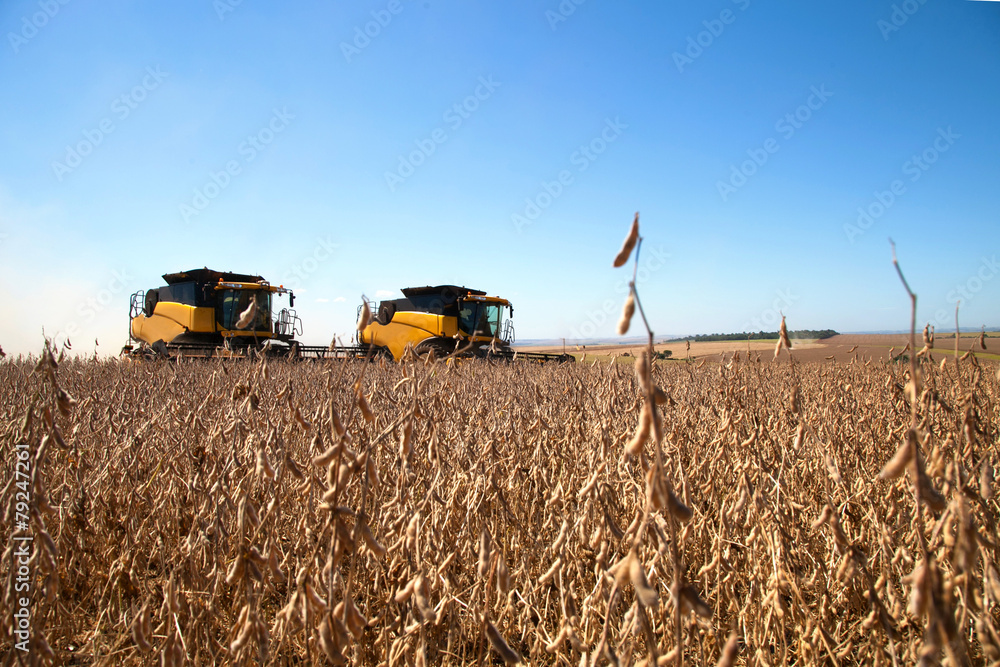 Obraz premium Agricultural machine harvesting soybean field.