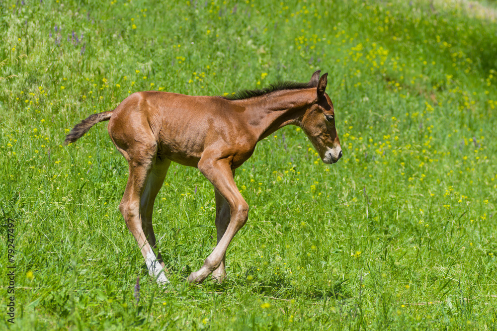 Newborn foal having fun on a summer pasture Newborn foal having fun on a summer pasture