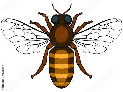 Bee