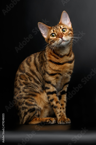 bengal cat sitting on black and cute looking