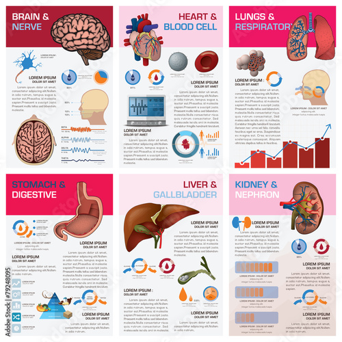 Internal Human Organ Health And Medical Chart Diagram Infographi