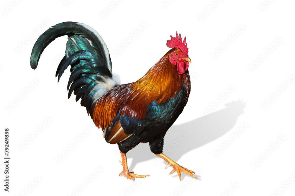 hawaiian rooster isolated on white