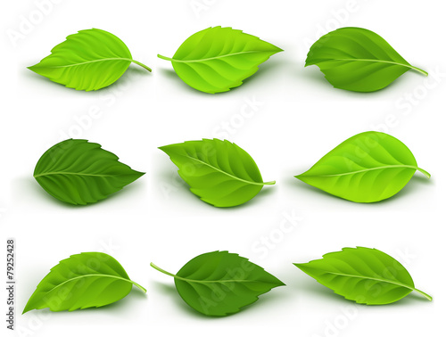 Fényképezés Set of Realistic Green Leaves Collection. Vector Illustration