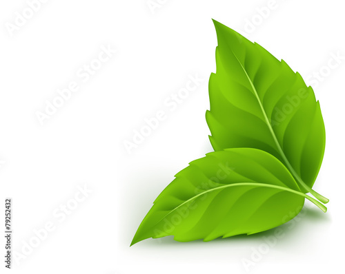 Realistic Eco Friendly Leaves. Vector Illustration