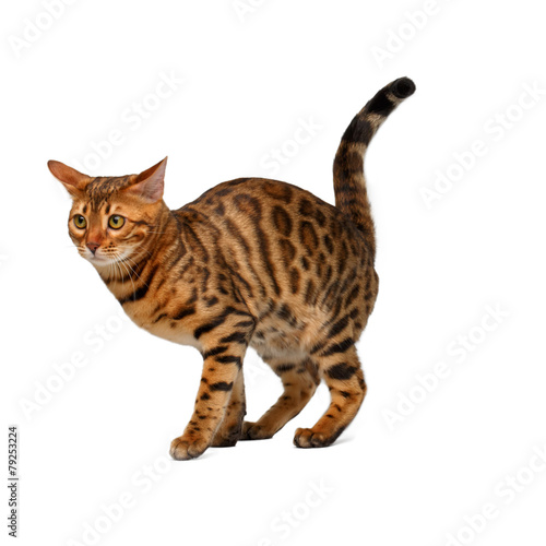 Obraz na plátně bengal cat is going to crap on white