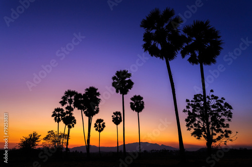 Landscape silhouette sugar palm tree at sunset