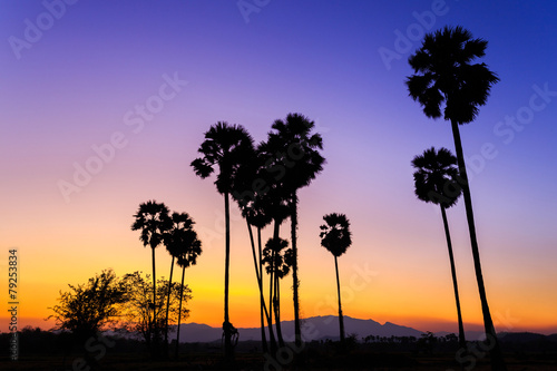 Landscape silhouette sugar palm tree at sunset