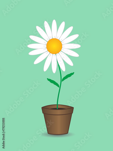 Fototapeta Naklejka Na Ścianę i Meble -  Daisy daisy in flowerpot