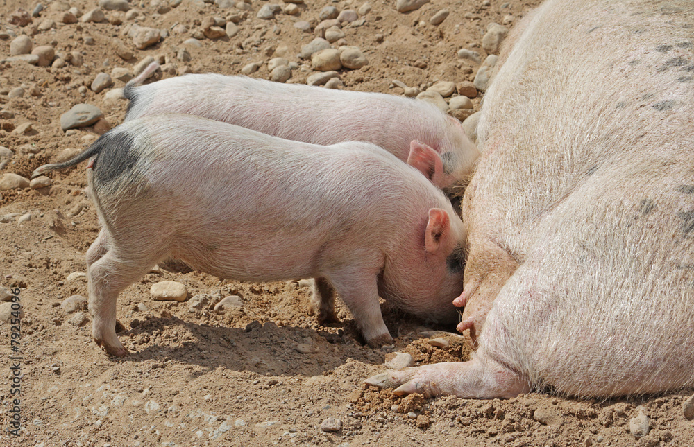Sow milk feeds two little pigs Sow milk feeds two little pigs