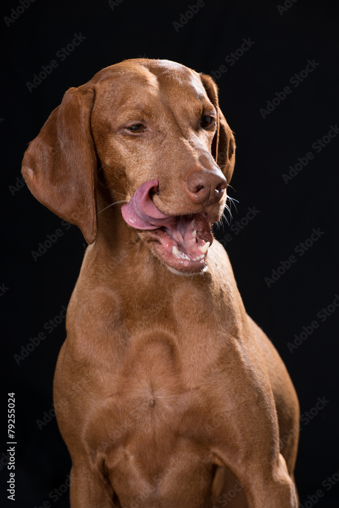 Hund schleckt sich das Maul Hund schleckt sich das Maul