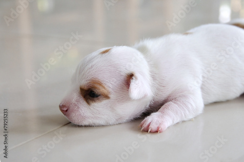 Chihuahua puppy newborn crawling on the floor