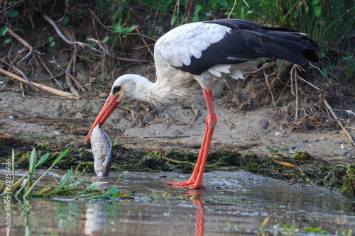 white stork (ciconia ciconia)