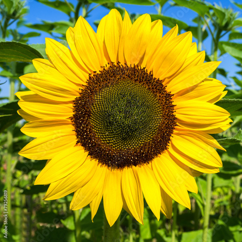 Fototapeta Naklejka Na Ścianę i Meble -  Sonnenblume auf dem Feld