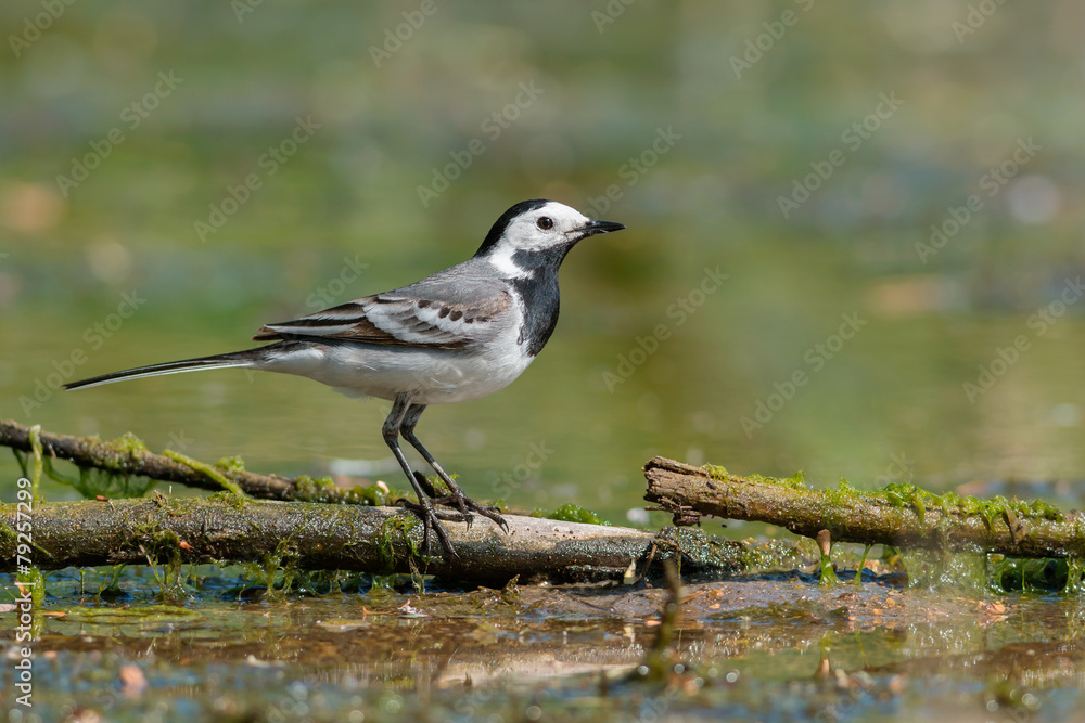 White Wagtail White Wagtail