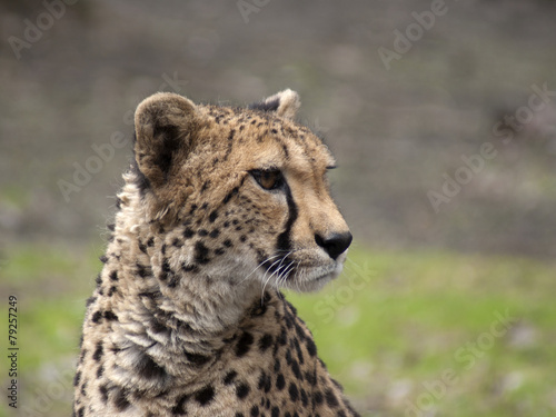 gepard