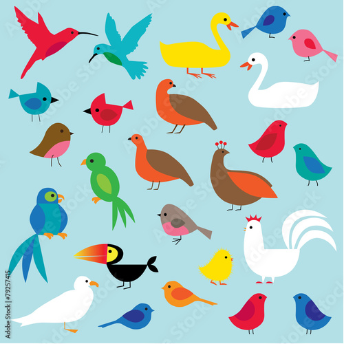 Photography birds