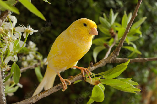 Canary on a branch pear. photo