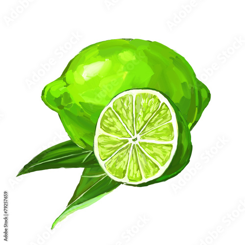 fruit lime Vector illustration  hand drawn  painted