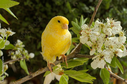 Canary on a branch of a flowering pear.