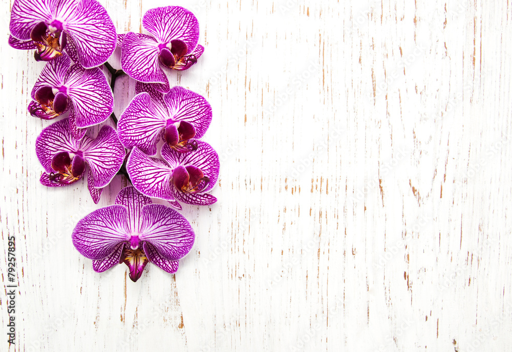 Orchids Orchids