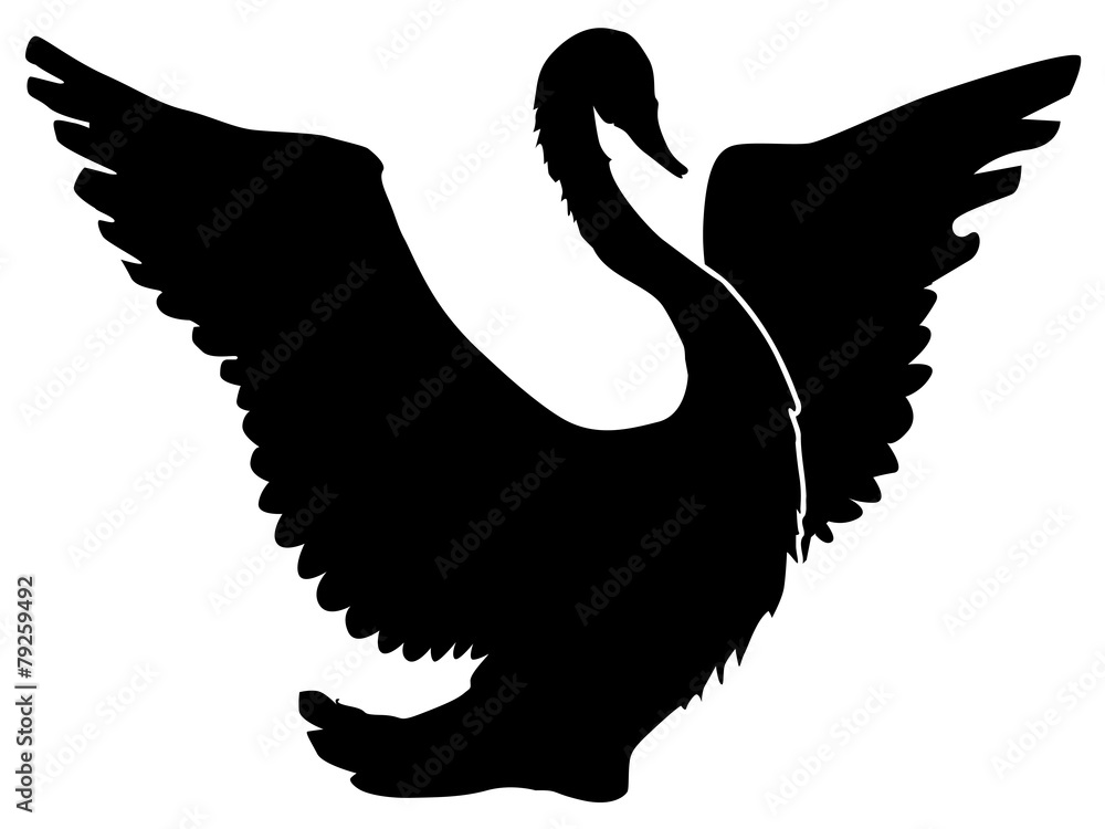 Fototapeta premium swan