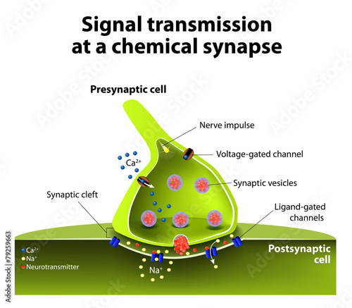 Chemical synapse
