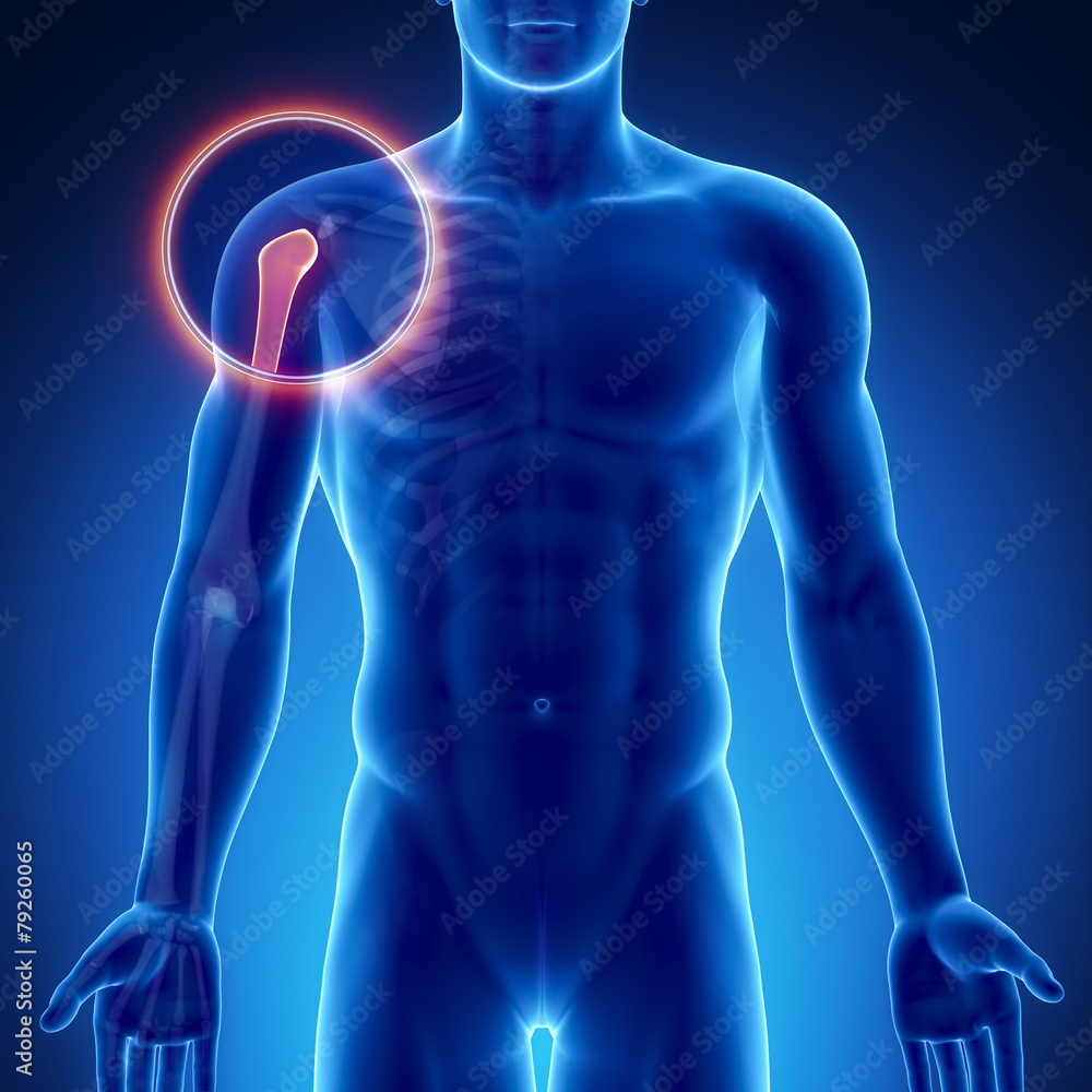 Male bone anatomy shoulder joint Male bone anatomy shoulder joint