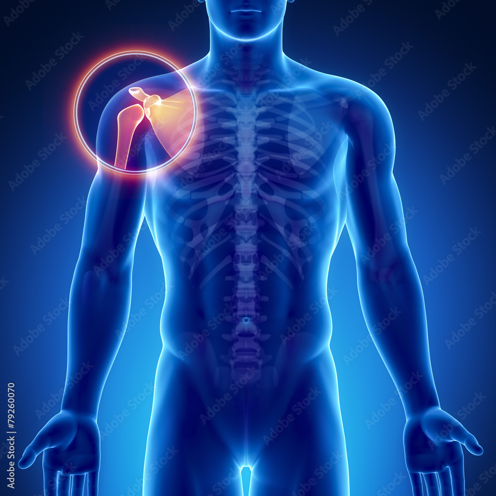 Fotografie Male bone anatomy shoulder joint