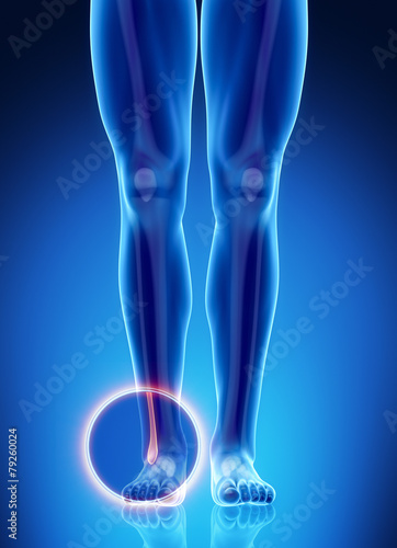 Male bone anatomy fibula