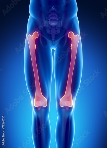 Tableau sur toile Male bone anatomy femur