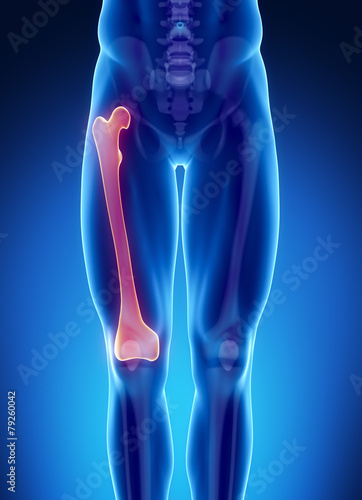 Εκτύπωση καμβά Male bone anatomy femur