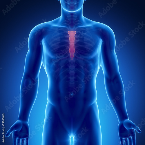 Fényképezés Male bone anatomy sternum