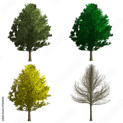 ginko biloba tree rendering showing four season