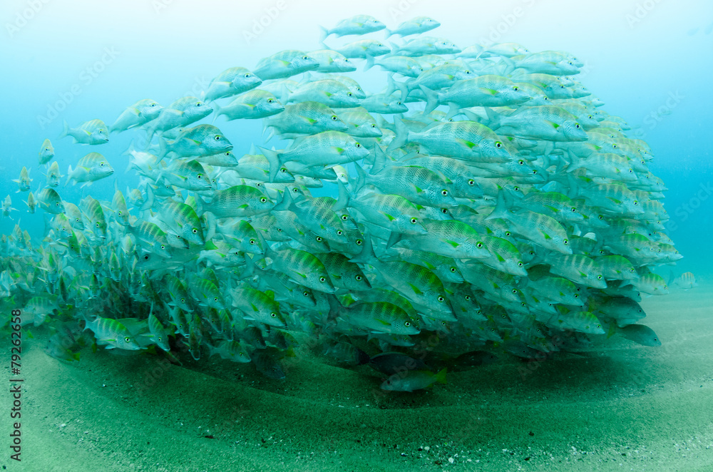 Fototapeta premium Cabo pulmo reef fishes.