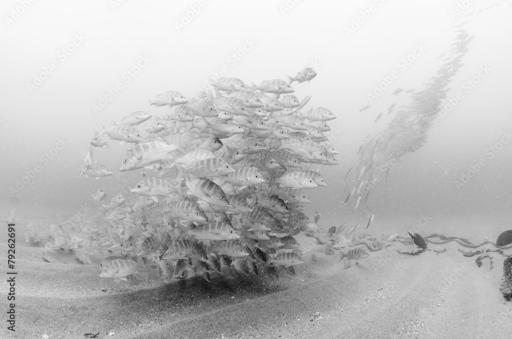 Fototapeta premium Cabo pulmo reef fishes.