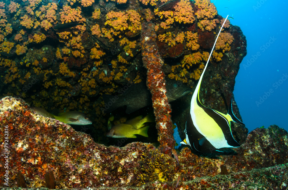 Fototapeta premium Cabo pulmo reefs