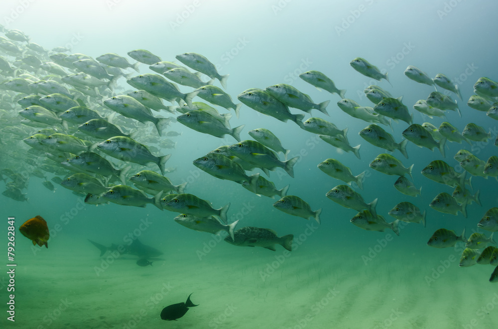 Obraz premium bull shark, sea of cortez